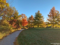 71935CrLe - Chester and I Chester and I walking in Clayt French Park.jpg